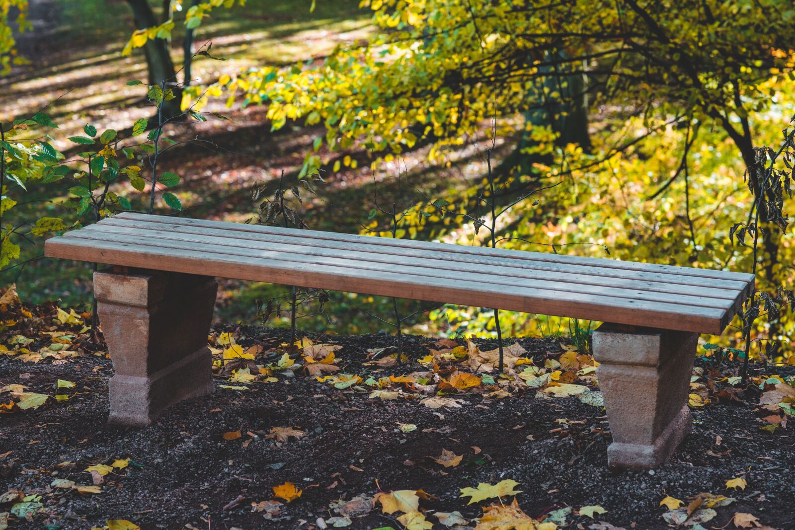 Sony FE 85mm F1.4 GM sample photo. Park bench, bank, park photography