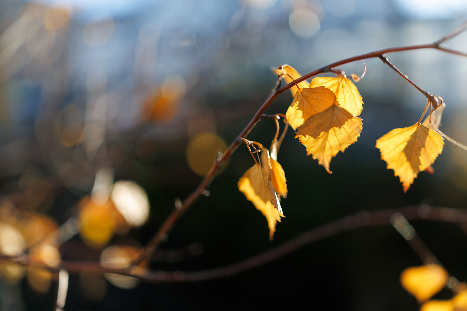 Canon EOS R5 Mark II sample photo. Autumn leaves sunshine photography