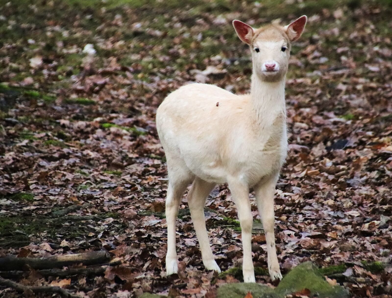Canon EOS 77D (EOS 9000D / EOS 770D) sample photo. Doe, hart, female photography