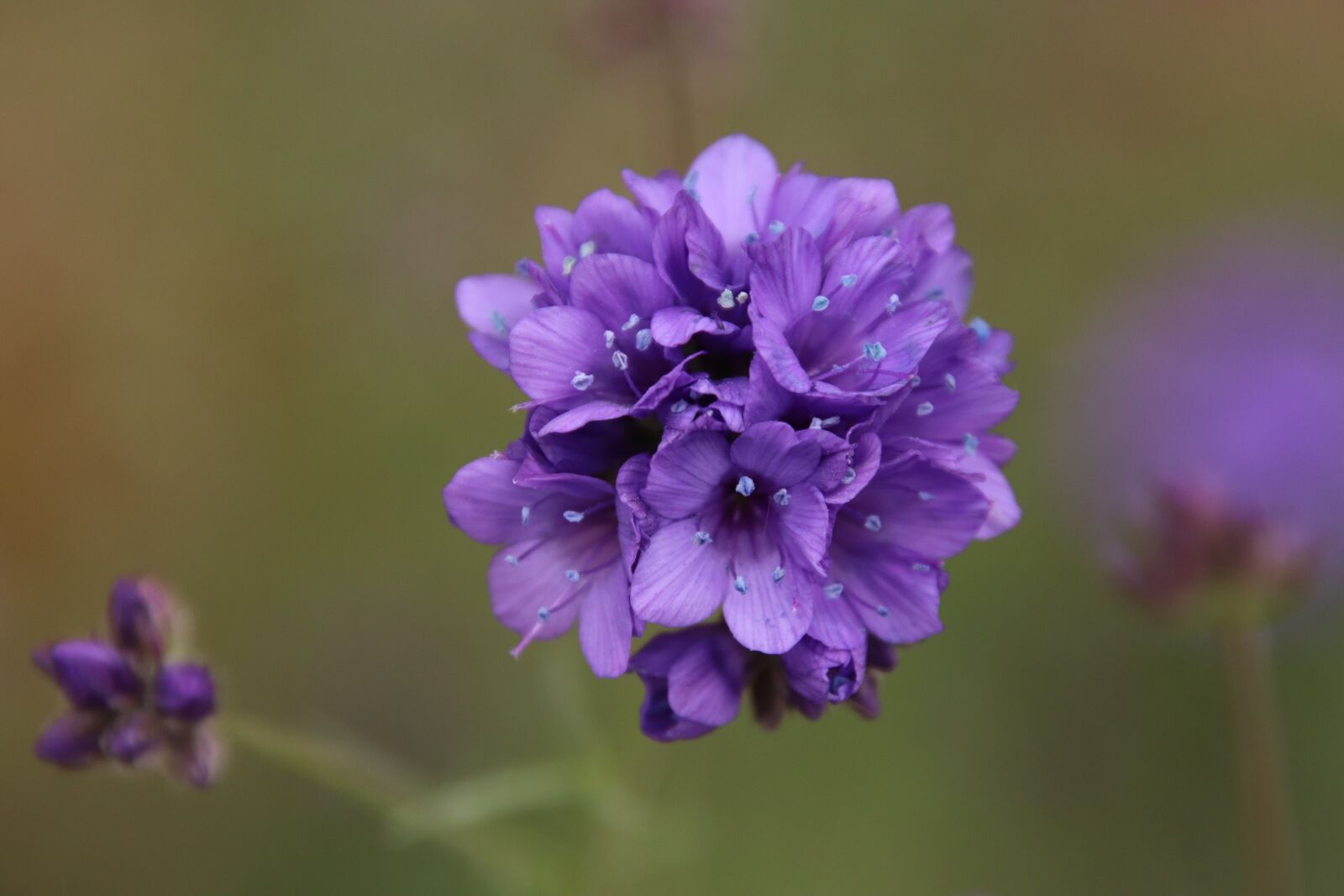 Canon EOS 800D (EOS Rebel T7i / EOS Kiss X9i) sample photo. Flower, violet, sky blue photography