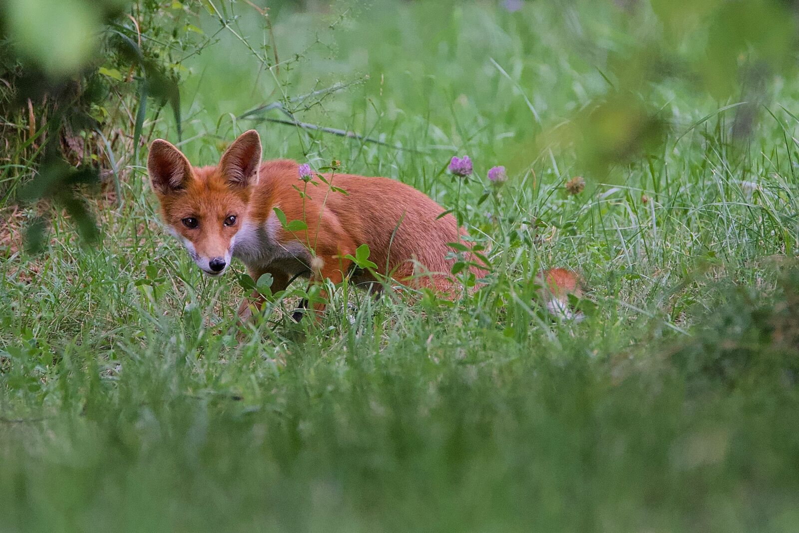 Nikon D750 sample photo. Cub, wild, fox photography
