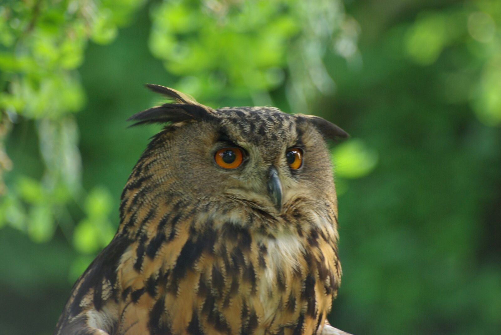 Pentax K10D sample photo. Owl, bird, wildlife photography