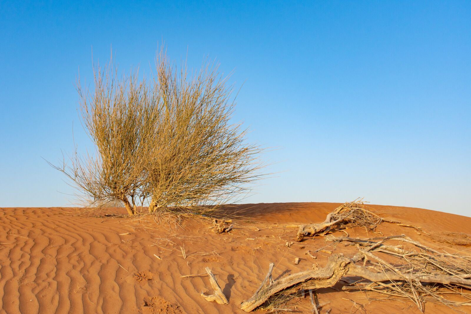 Nikon D7200 sample photo. Desert, dirt, dry photography