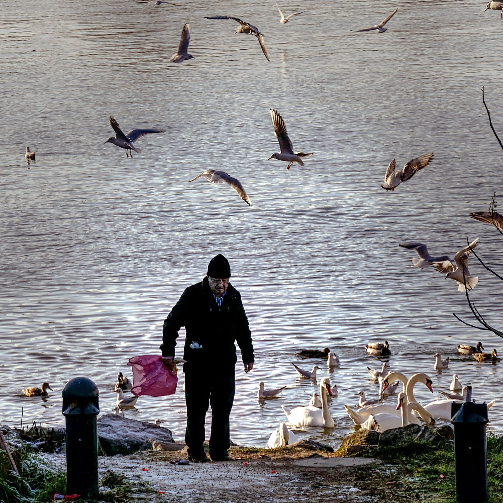 Panasonic Lumix DMC-FZ2500 (Lumix DMC-FZ2000) sample photo. Old man, gulls, rhine photography