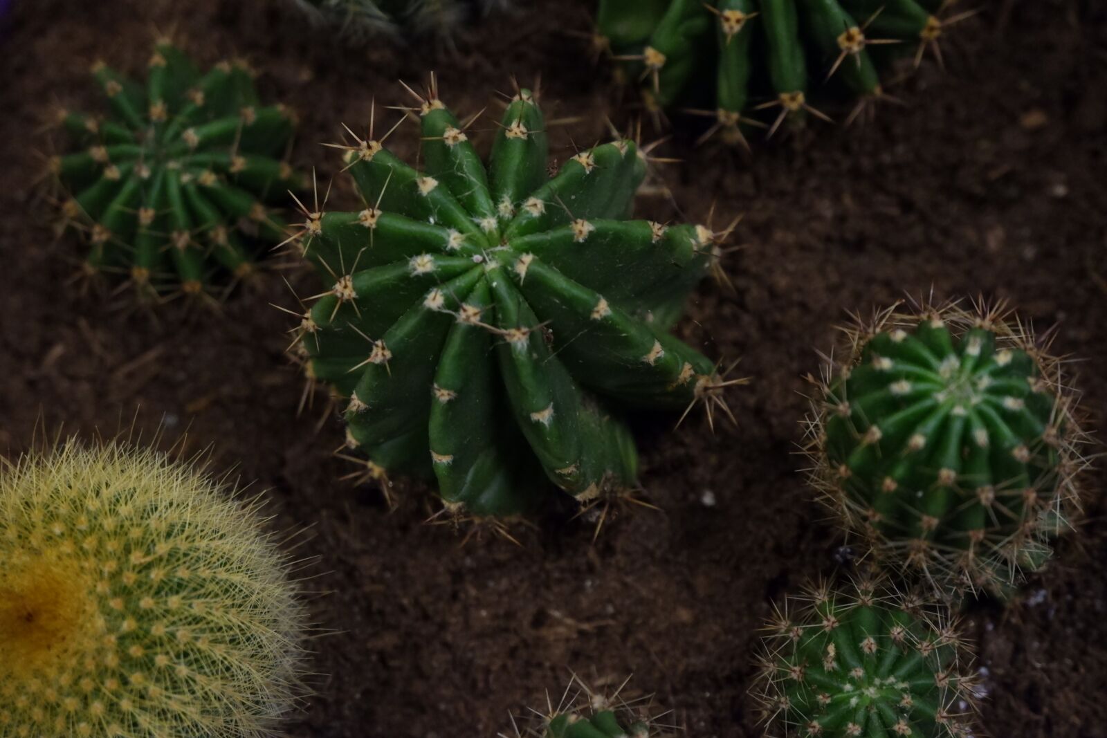 Fujifilm X-T100 sample photo. Cactus, scratchy, green photography