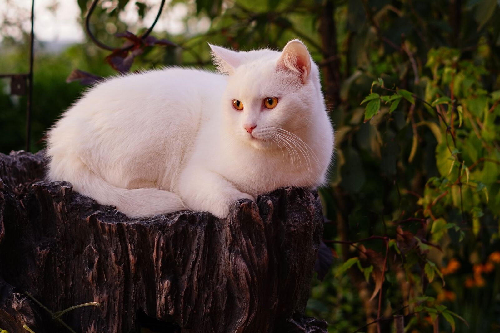 Sony a7R + Sony FE 50mm F1.8 sample photo. White cat, british shorthair photography