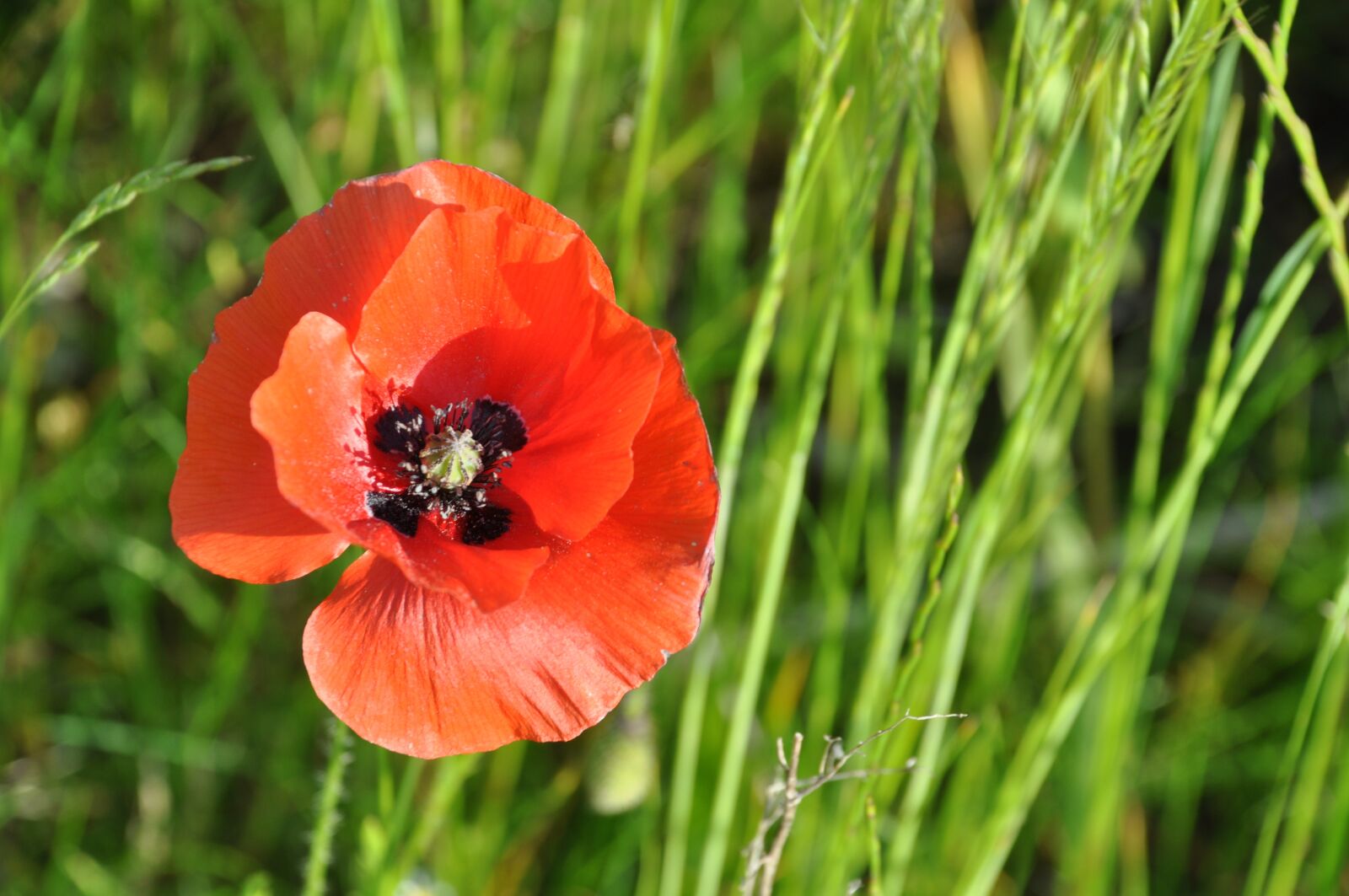 Nikon D90 sample photo. Poppy, field of poppies photography
