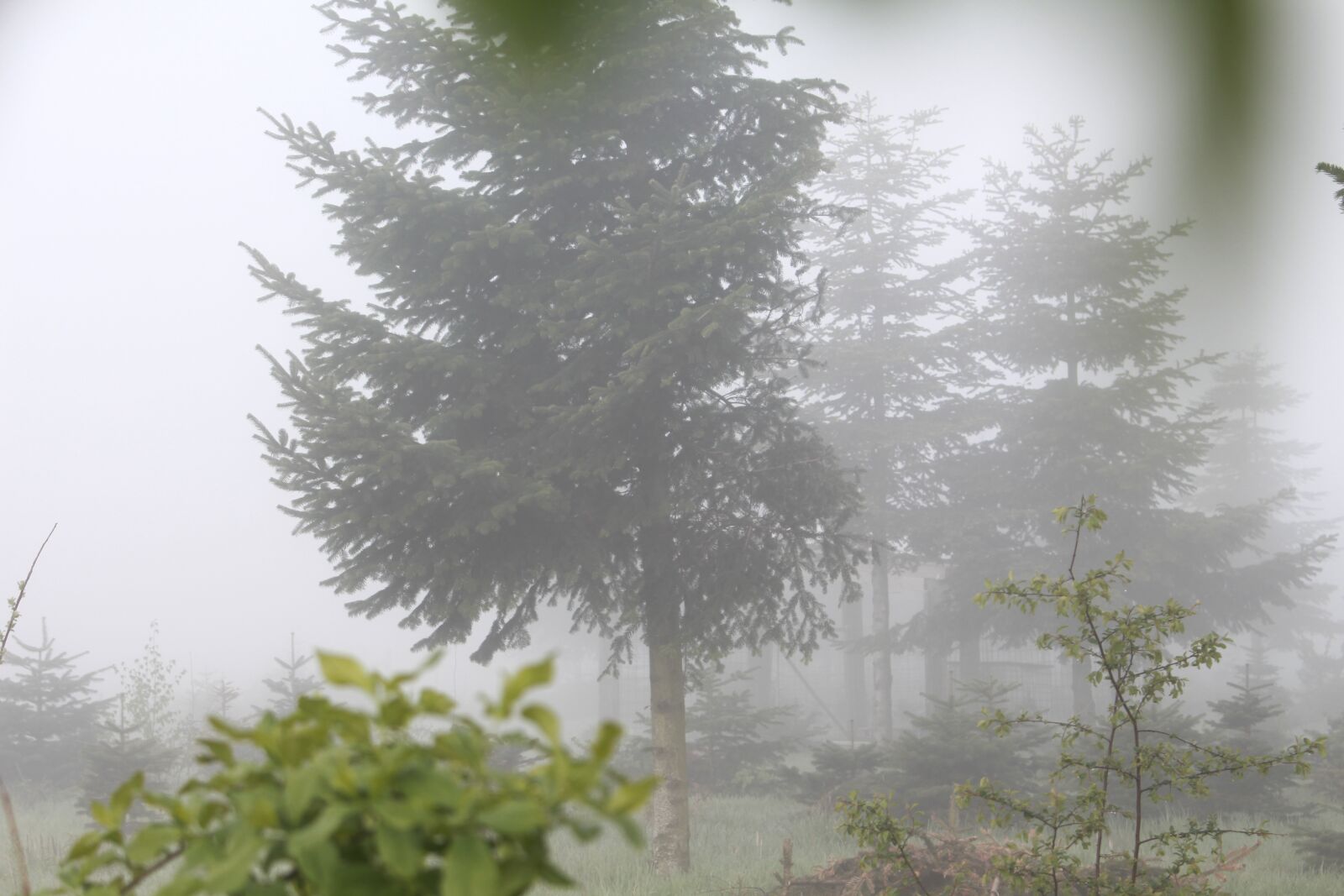 Canon EOS 700D (EOS Rebel T5i / EOS Kiss X7i) sample photo. Morgentau, fog, morning mist photography