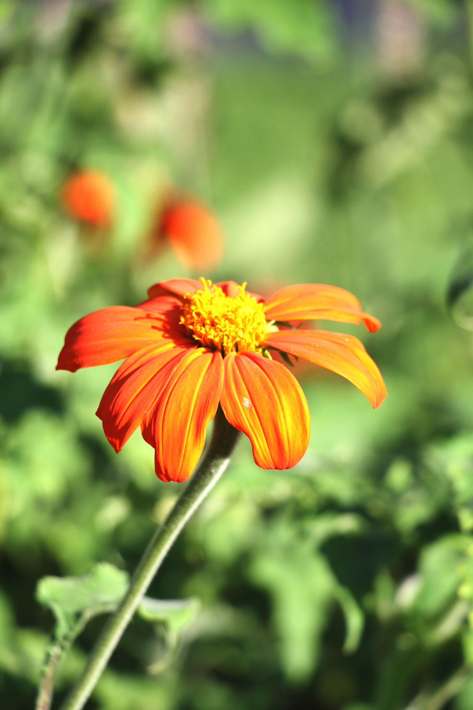 Canon EOS 7D sample photo. Flower, orange, close up photography