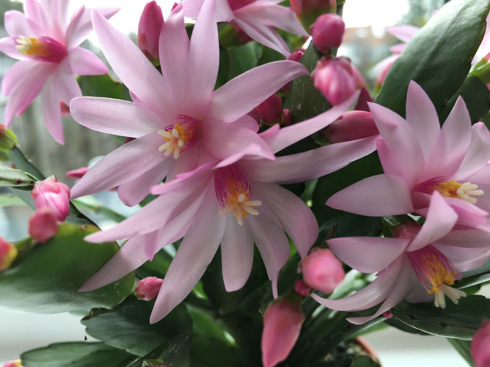 Apple iPhone 6s sample photo. Cactus flowers, cactus, flower photography