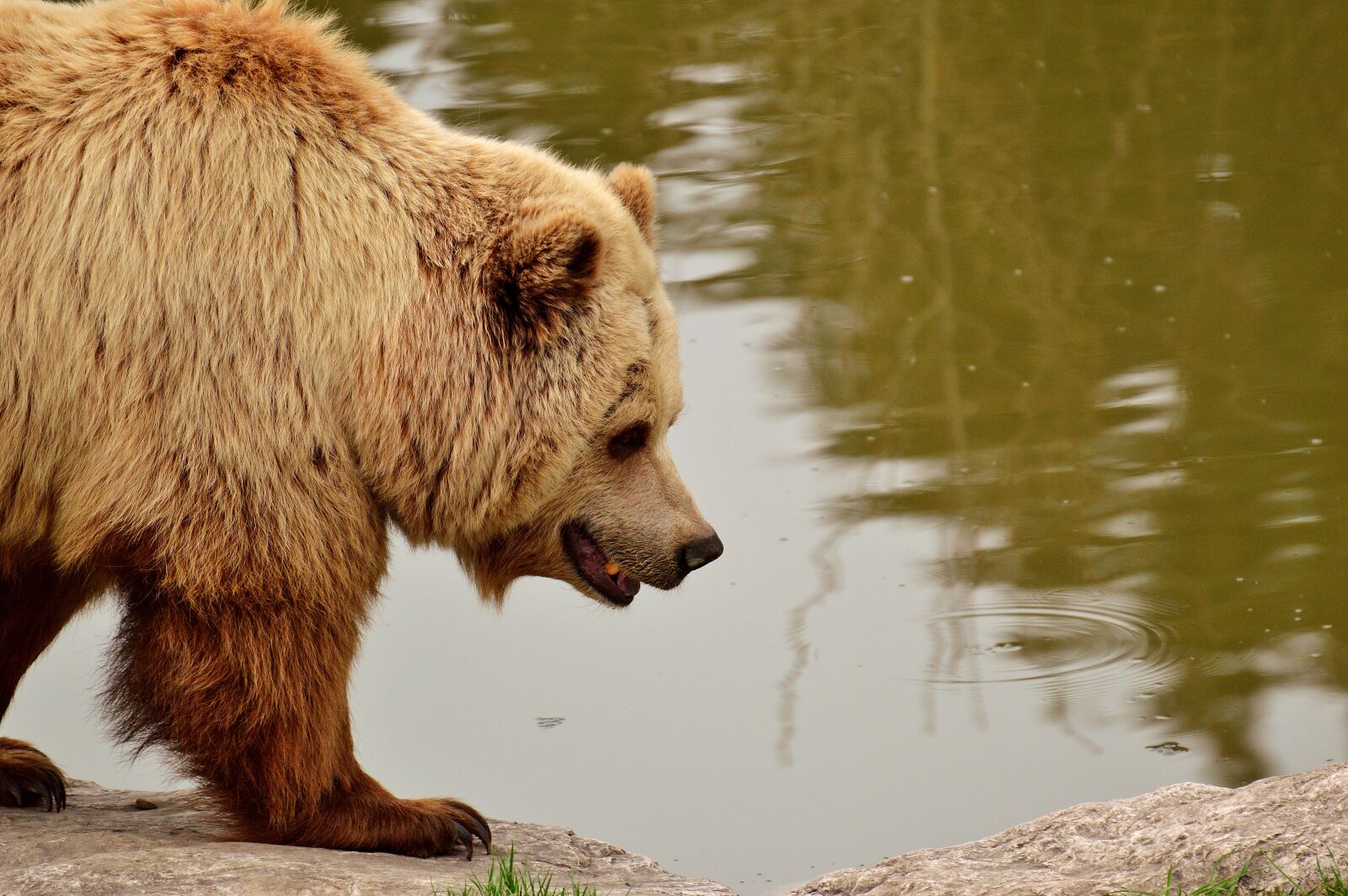 Nikon D3200 sample photo. European brown bear, bright photography