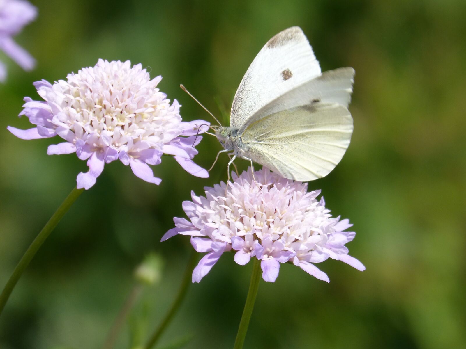 Panasonic DMC-FZ62 sample photo. Butterfly, blanquita of cabbage photography