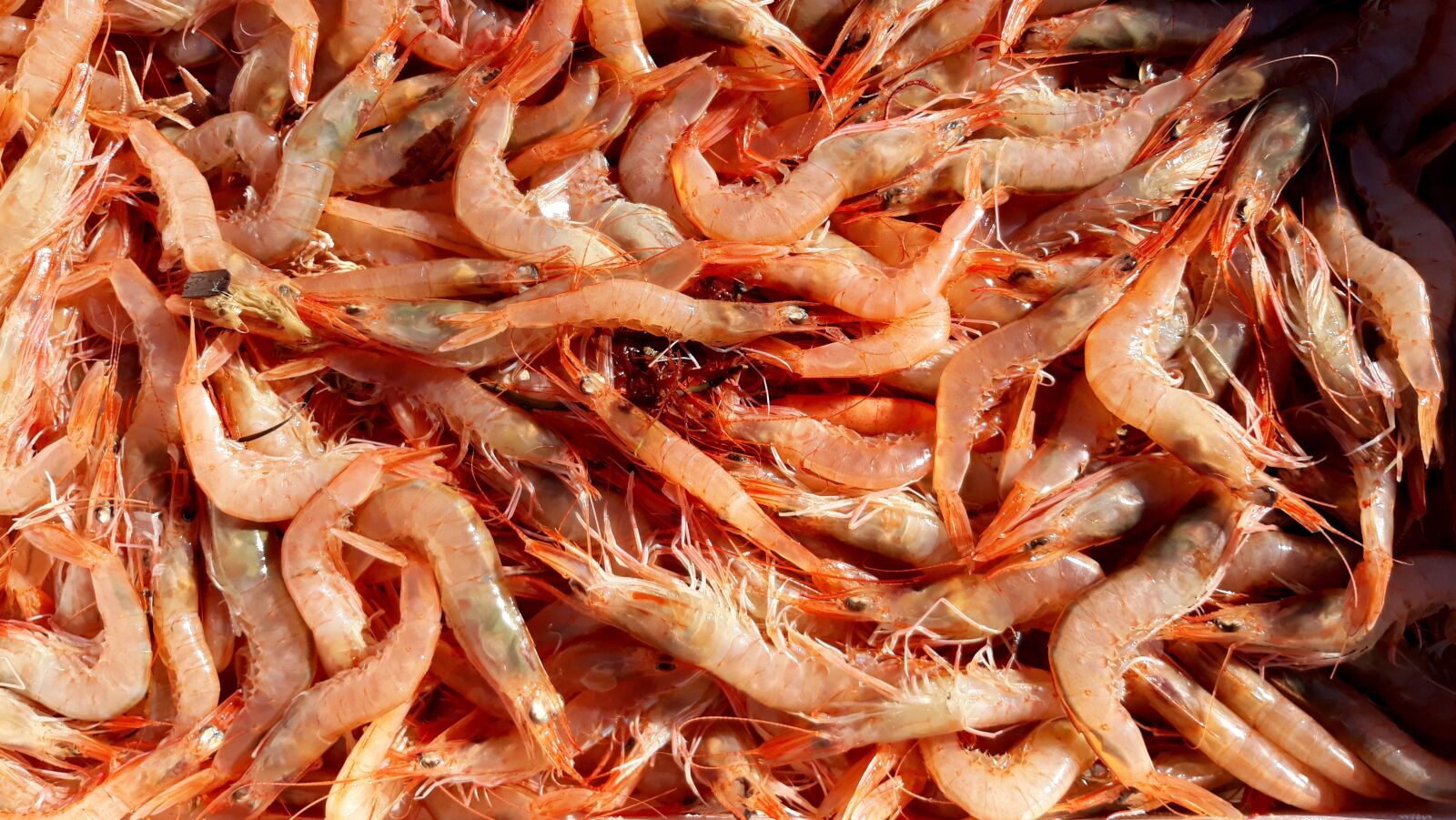 Samsung Galaxy J5 sample photo. Scampi, eat, shrimp photography