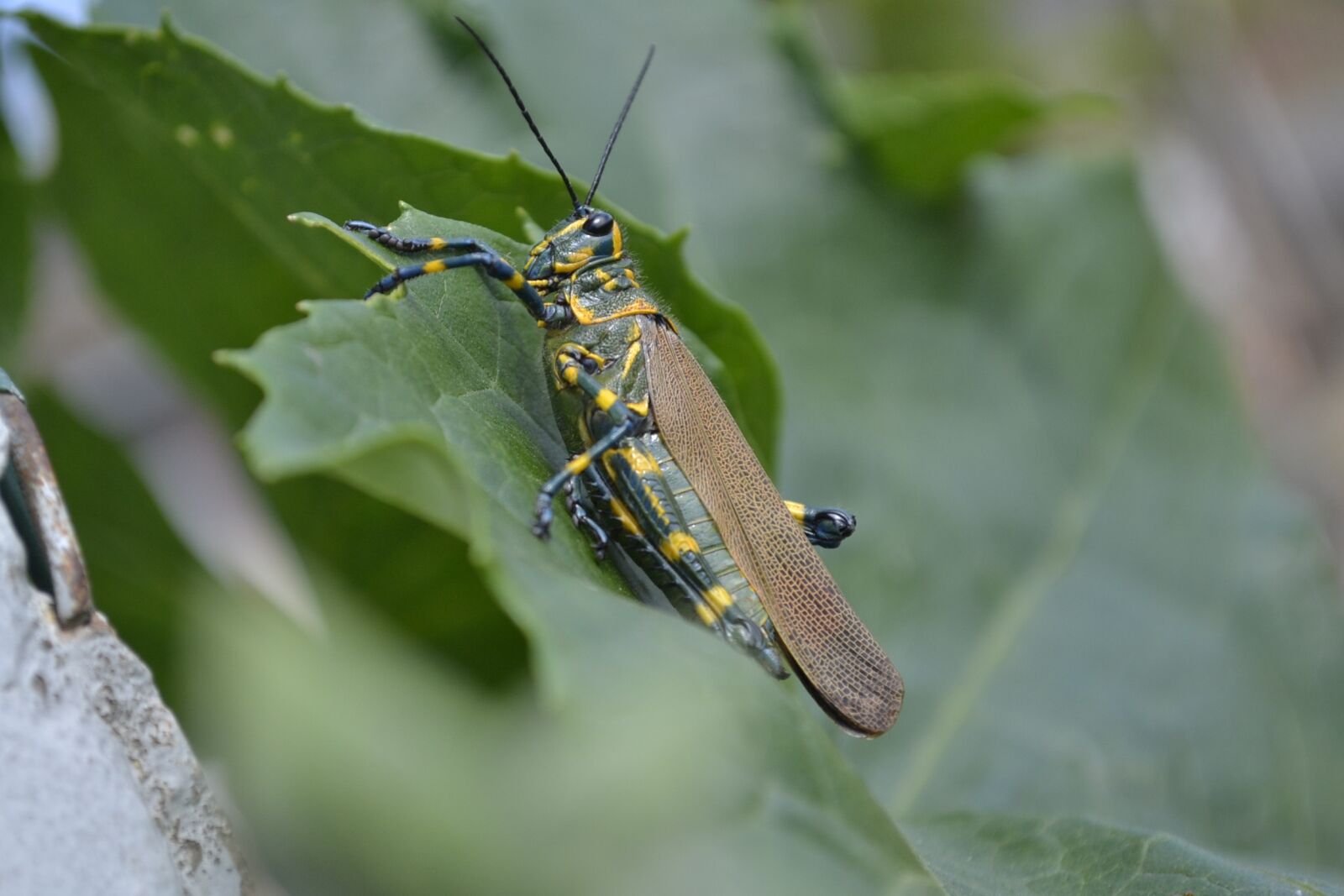 Nikon D3100 sample photo. Nature, cricket, insect photography