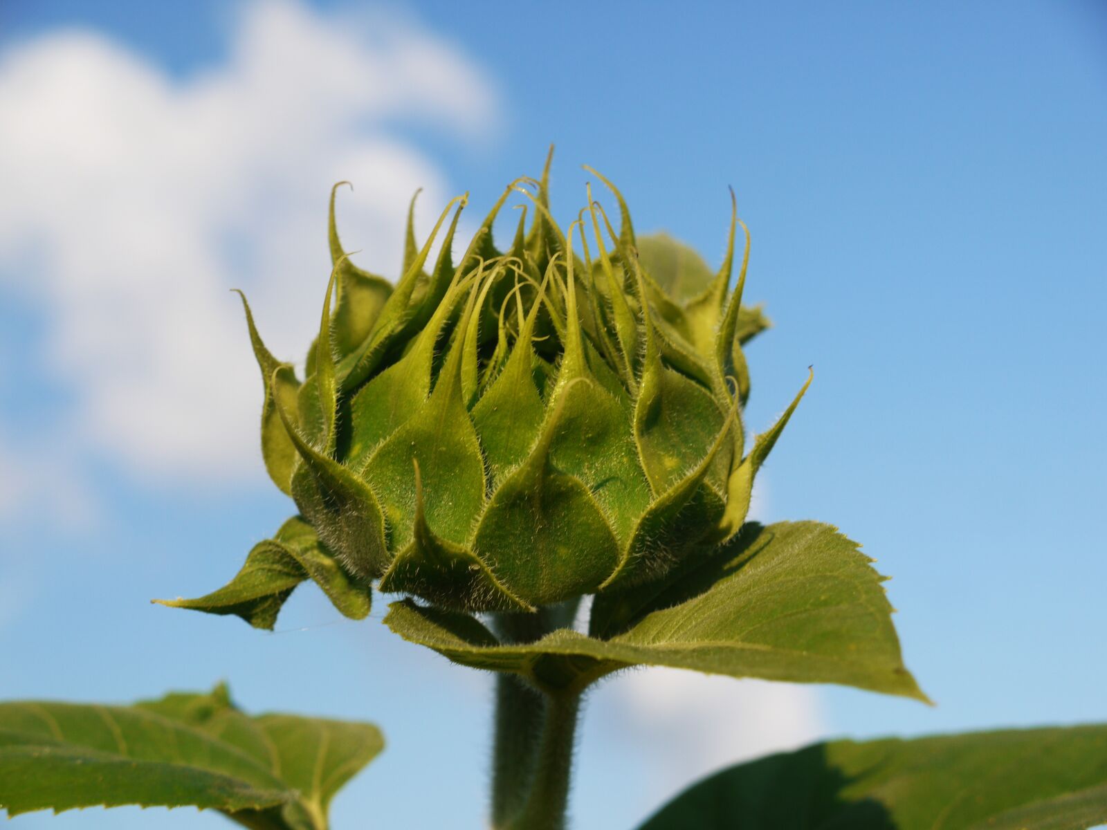 Panasonic Lumix DMC-G1 sample photo. Sunflower, bud, from the photography