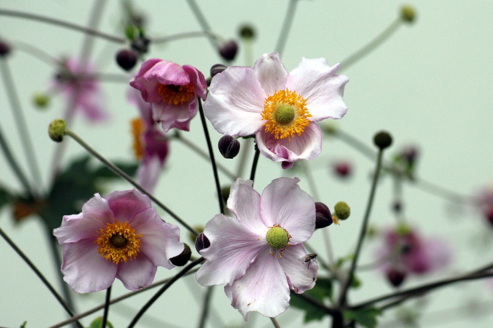 Canon EOS 1200D (EOS Rebel T5 / EOS Kiss X70 / EOS Hi) sample photo. Japanese anemone, anemone, flowers photography
