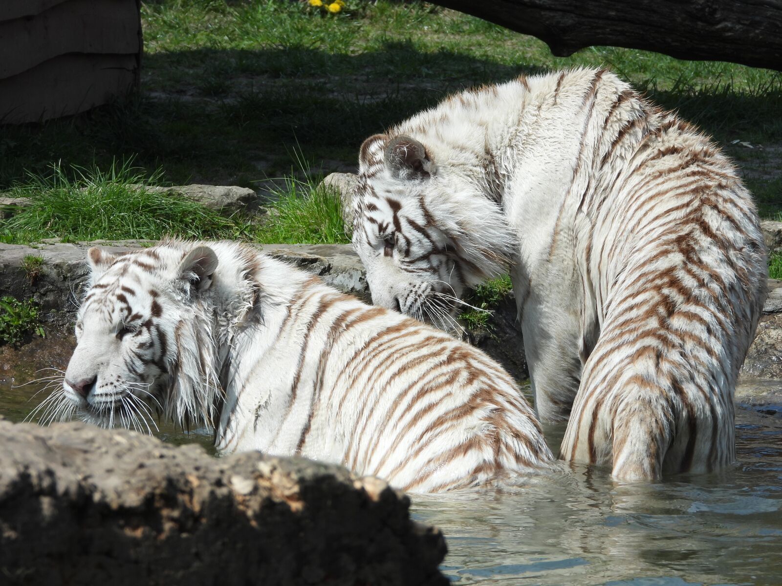 Nikon Coolpix P1000 sample photo. Tiger, mammal, cat photography