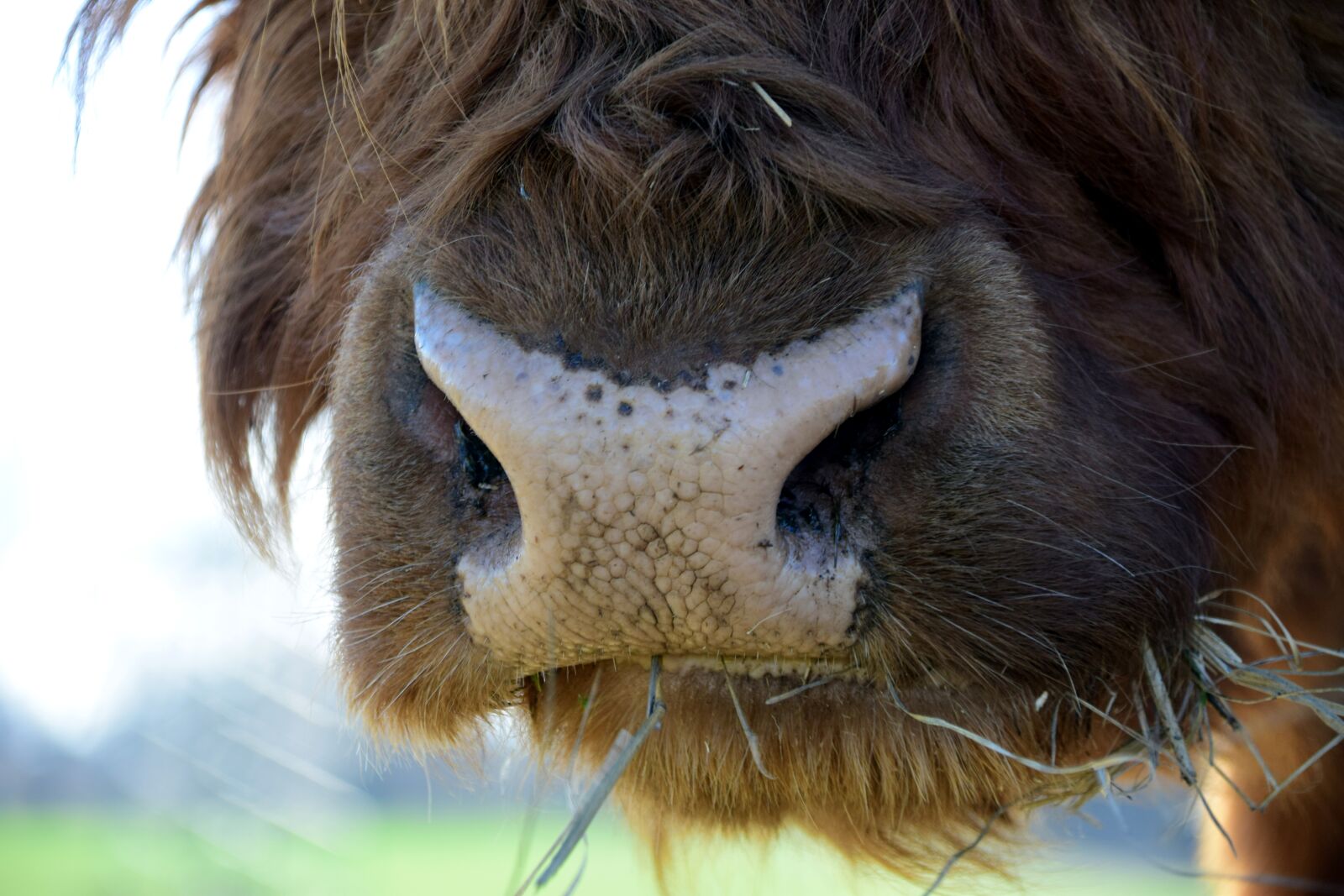 Nikon D3300 sample photo. Snout, close up, animal photography