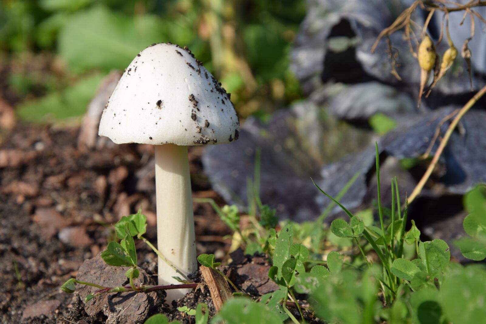 Nikon D3300 sample photo. Mushroom, earth, autumn photography