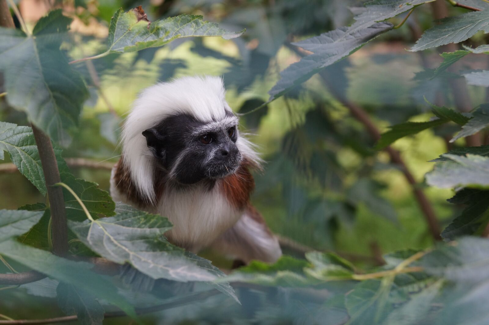 Sony DT 18-55mm F3.5-5.6 SAM II sample photo. Animal, zoo, monkey photography