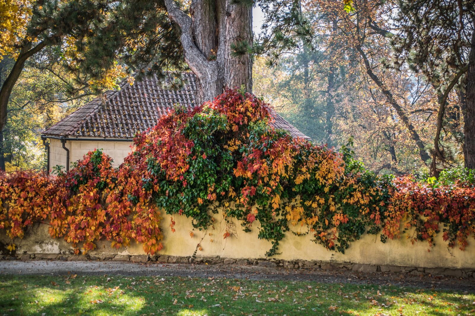 Nikon D5300 sample photo. Autumn, park, foliage photography