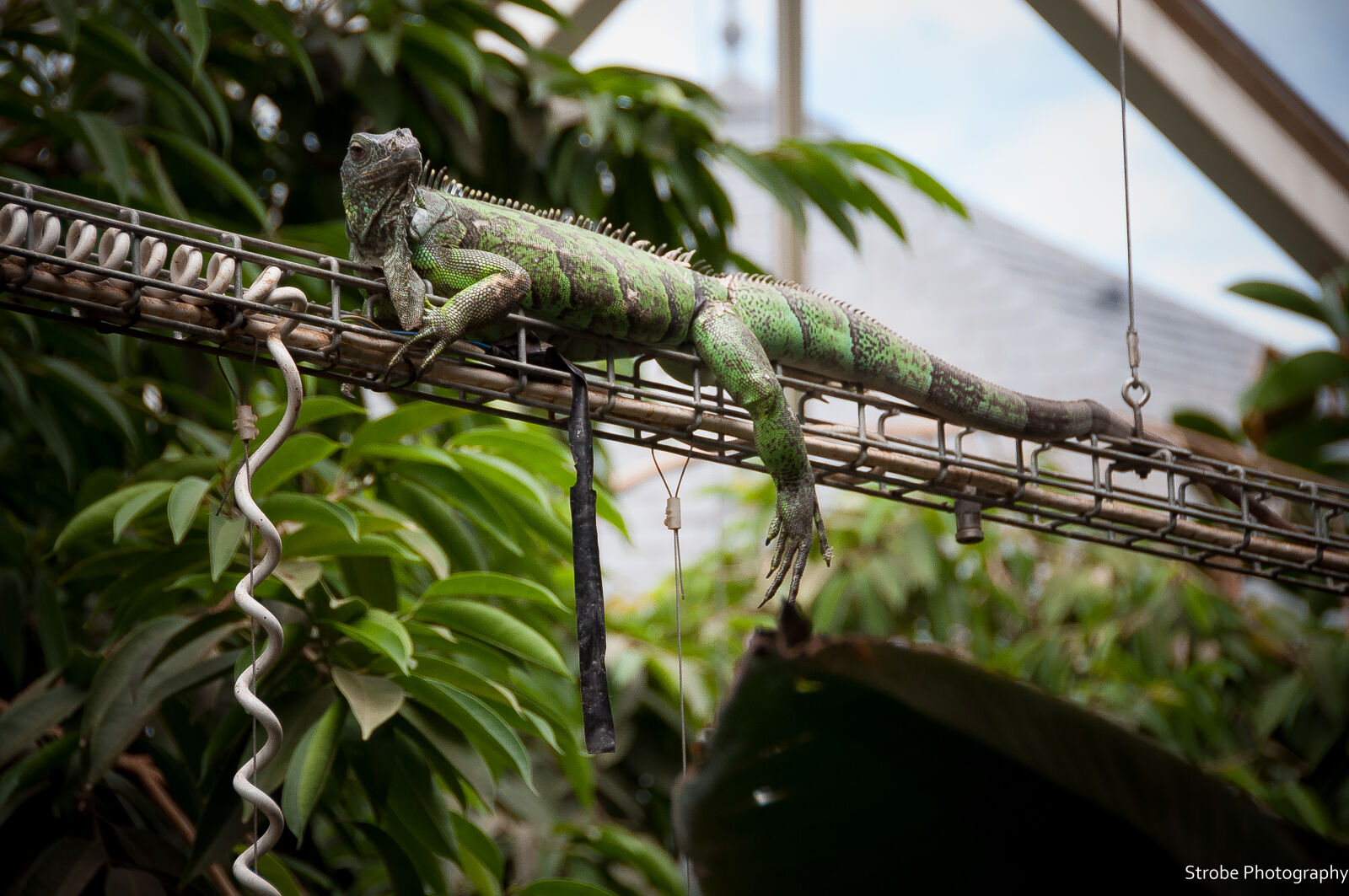 Nikon D90 sample photo. Green, monitor, lizard photography