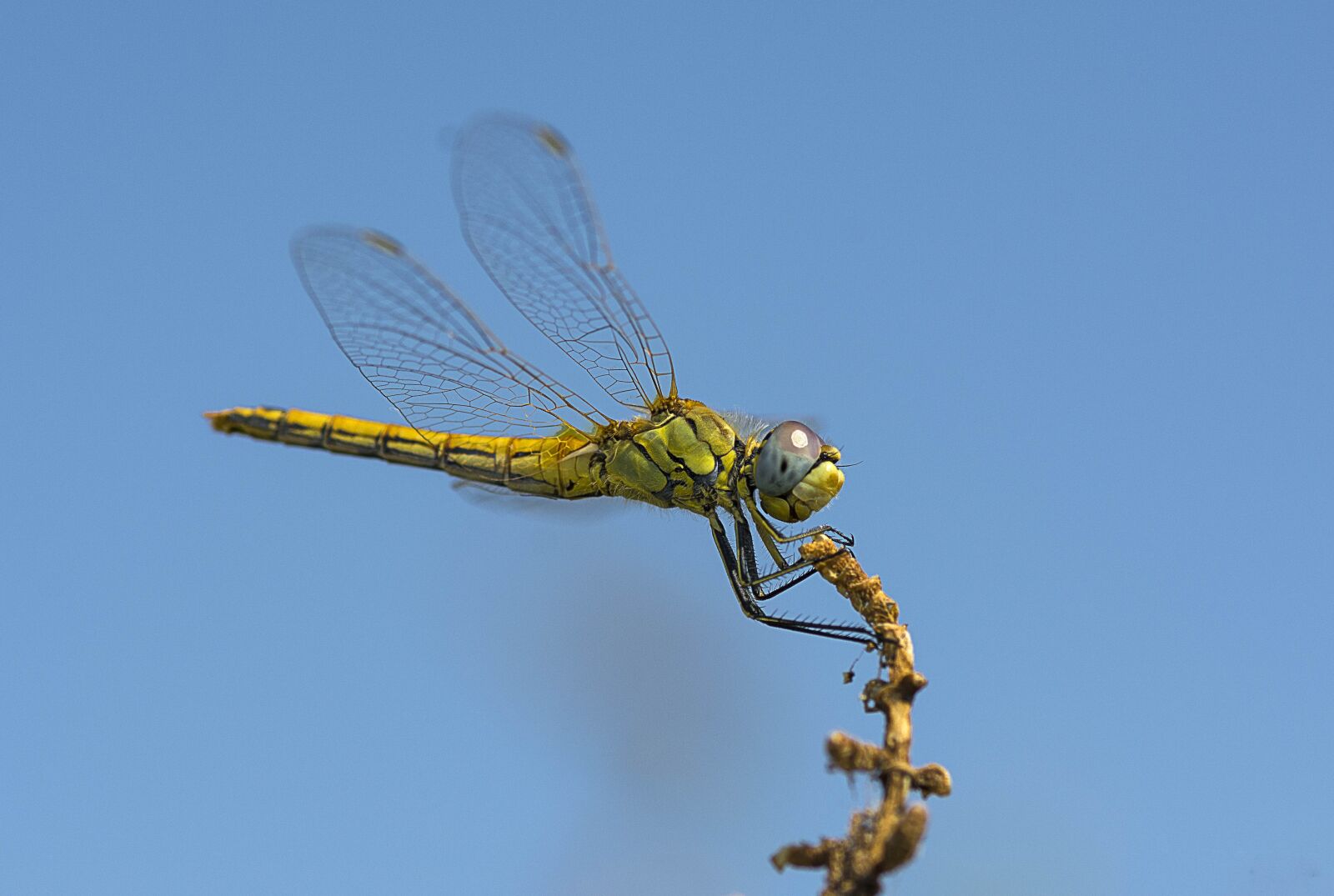 Nikon D7100 sample photo. Dragonfly, insect, insects photography