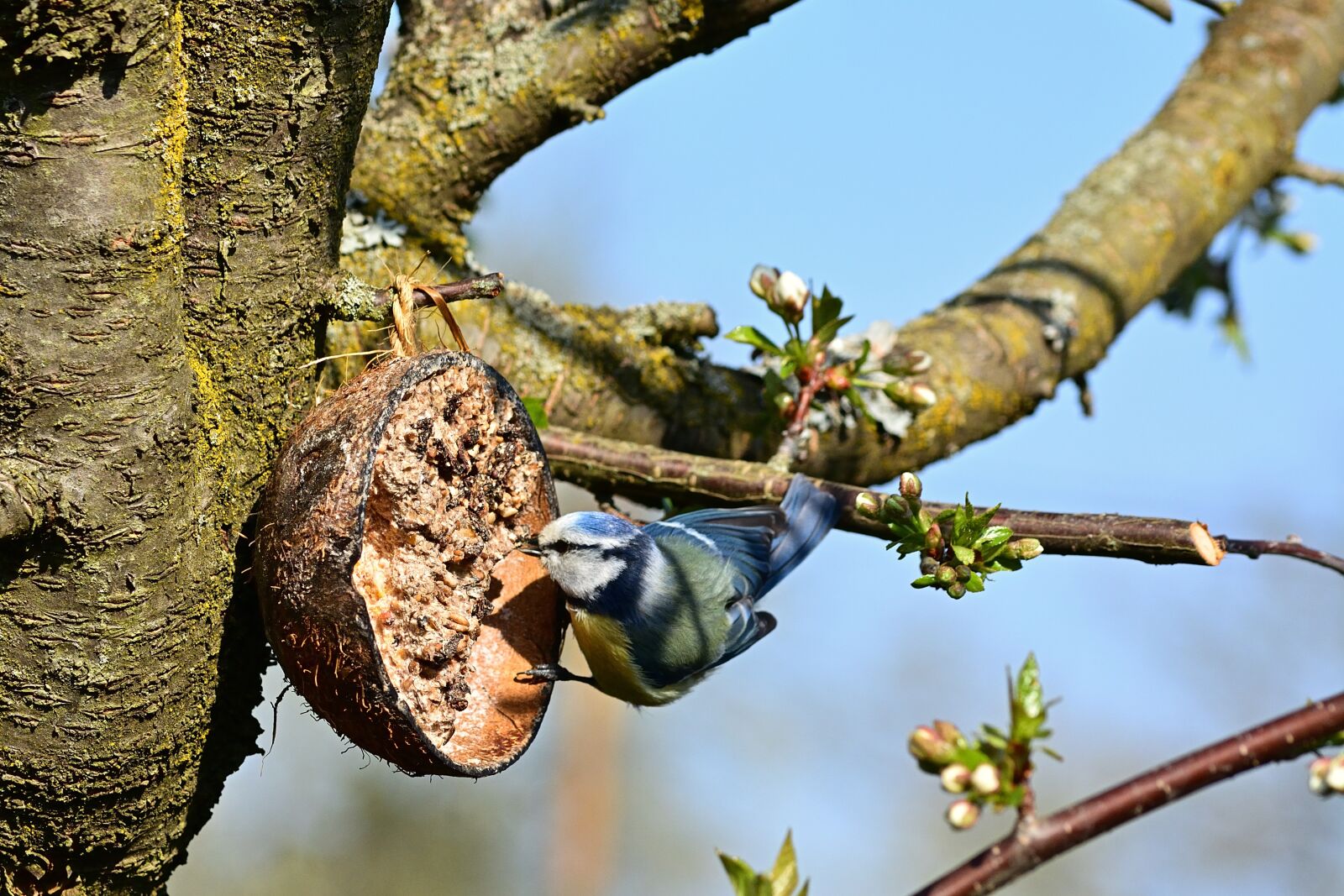 Nikon D5200 sample photo. Garden, blue tit, nature photography