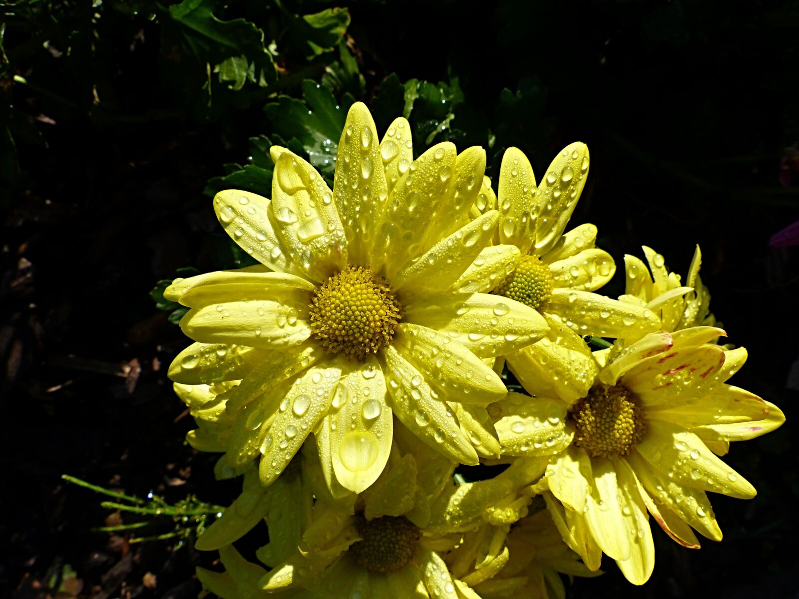 Panasonic Lumix DMC-FZ200 sample photo. Asters, close up, raindrop photography