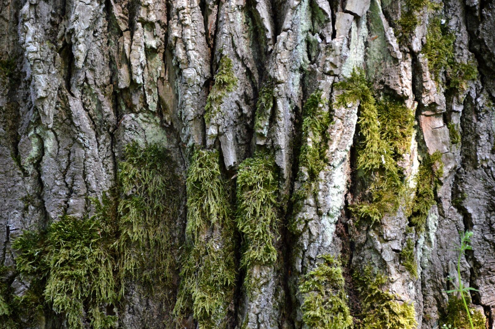 Nikon D3200 sample photo. Log, bark, moss photography
