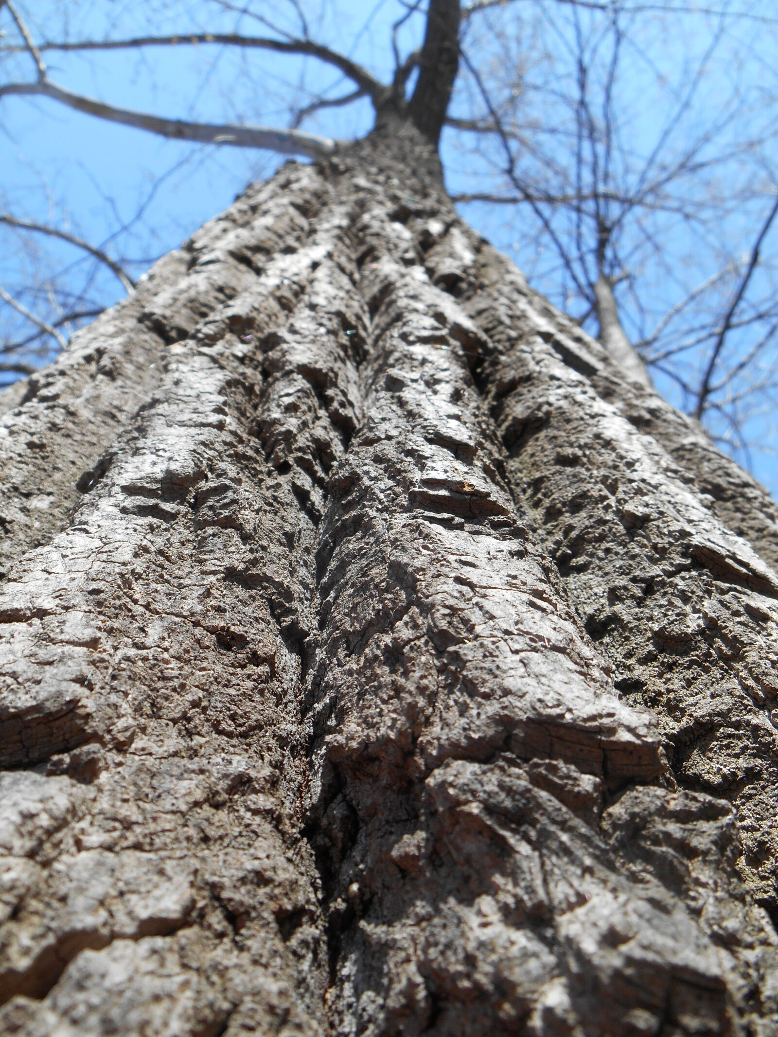 Nikon Coolpix S3500 sample photo. Arbre, bois, ciel, ecorse photography