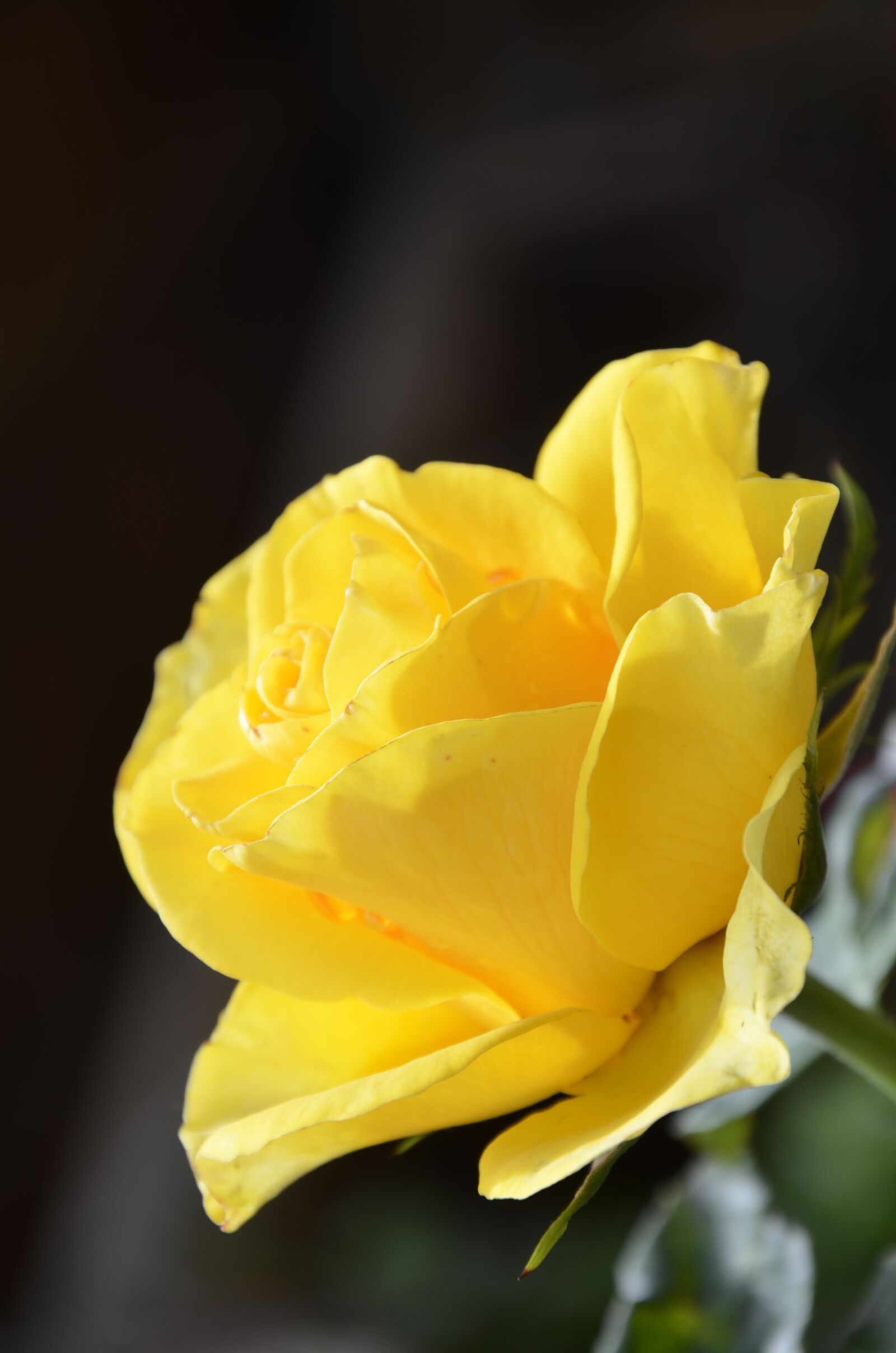 Nikon D7000 sample photo. Rosa, nature, yellow rose photography