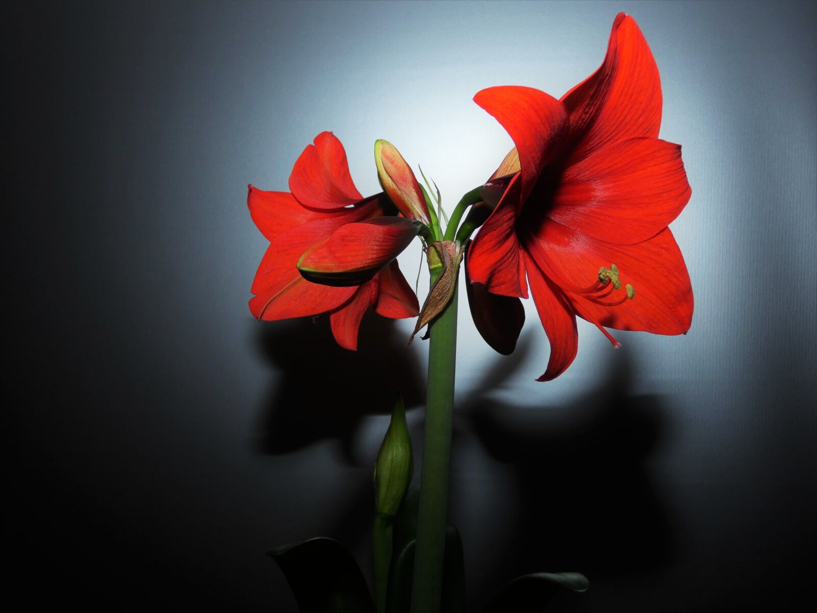 Panasonic DC-FZ83 sample photo. Red flower, amaryllis, flower photography