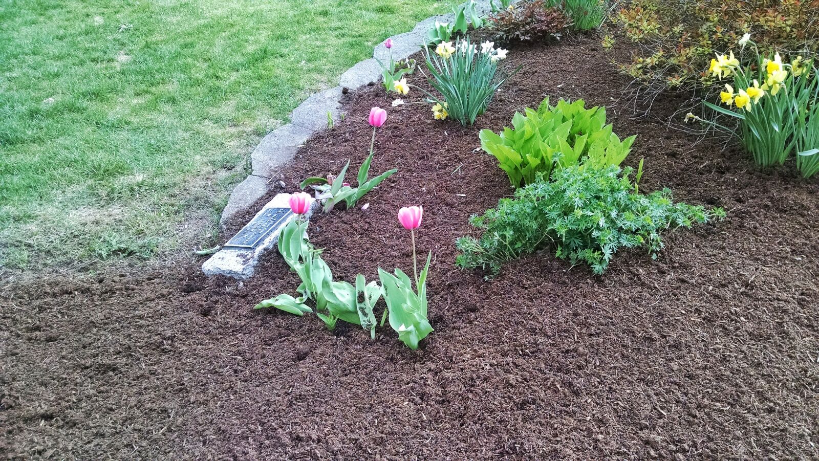Motorola Moto X (1st Gen) sample photo. Flowers, mulch, spring, sun photography