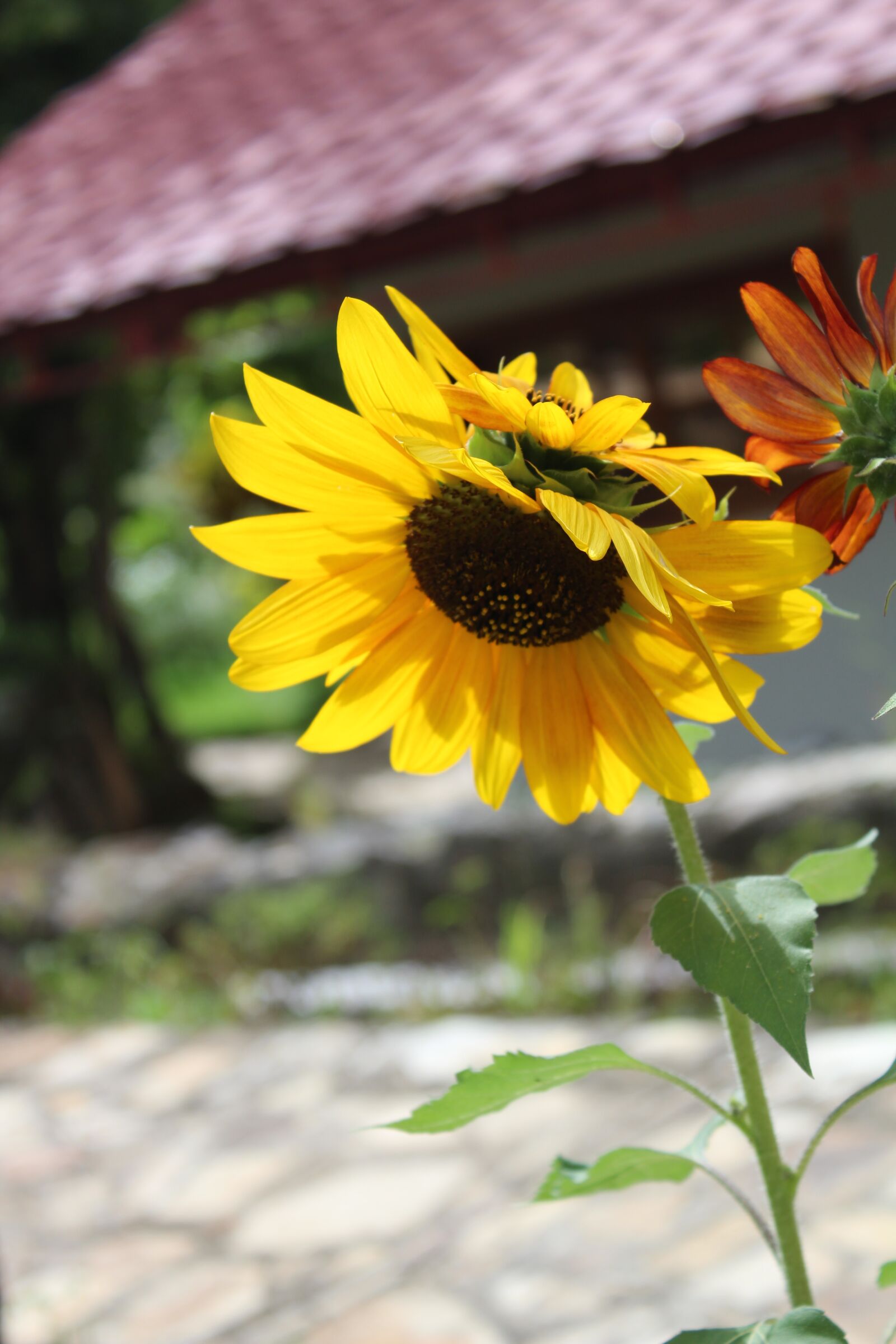 Canon EOS 1300D (EOS Rebel T6 / EOS Kiss X80) sample photo. Daisy, flower, yellow photography