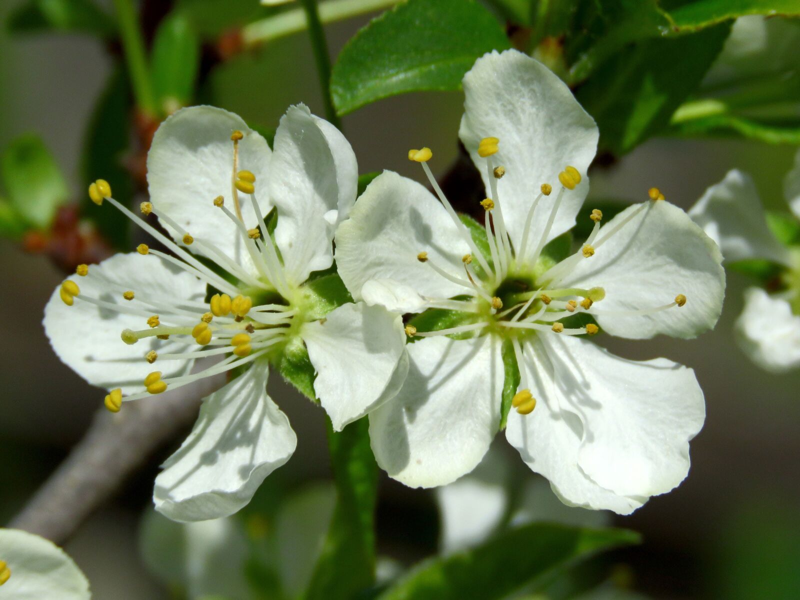 Canon PowerShot SX60 HS sample photo. Flowers, plum, spring photography