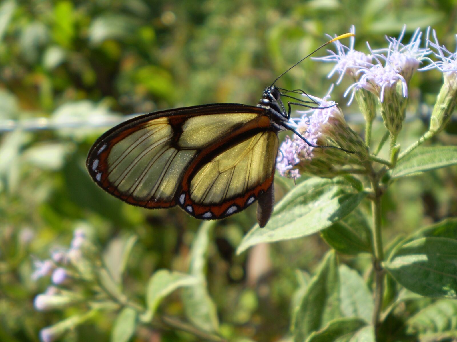 Olympus FE210,X775 sample photo. Butterfly, transparent, transparent wings photography