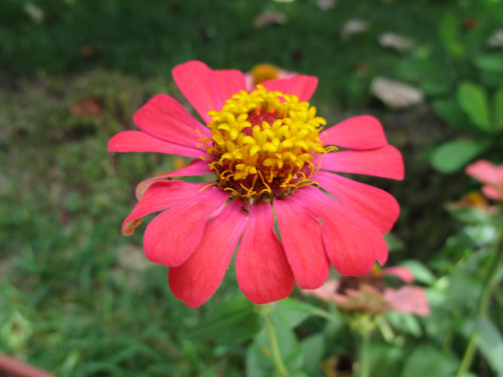 Canon PowerShot ELPH 150 IS (IXUS 155 / IXY 140) sample photo. Flower, flowers, nature photography