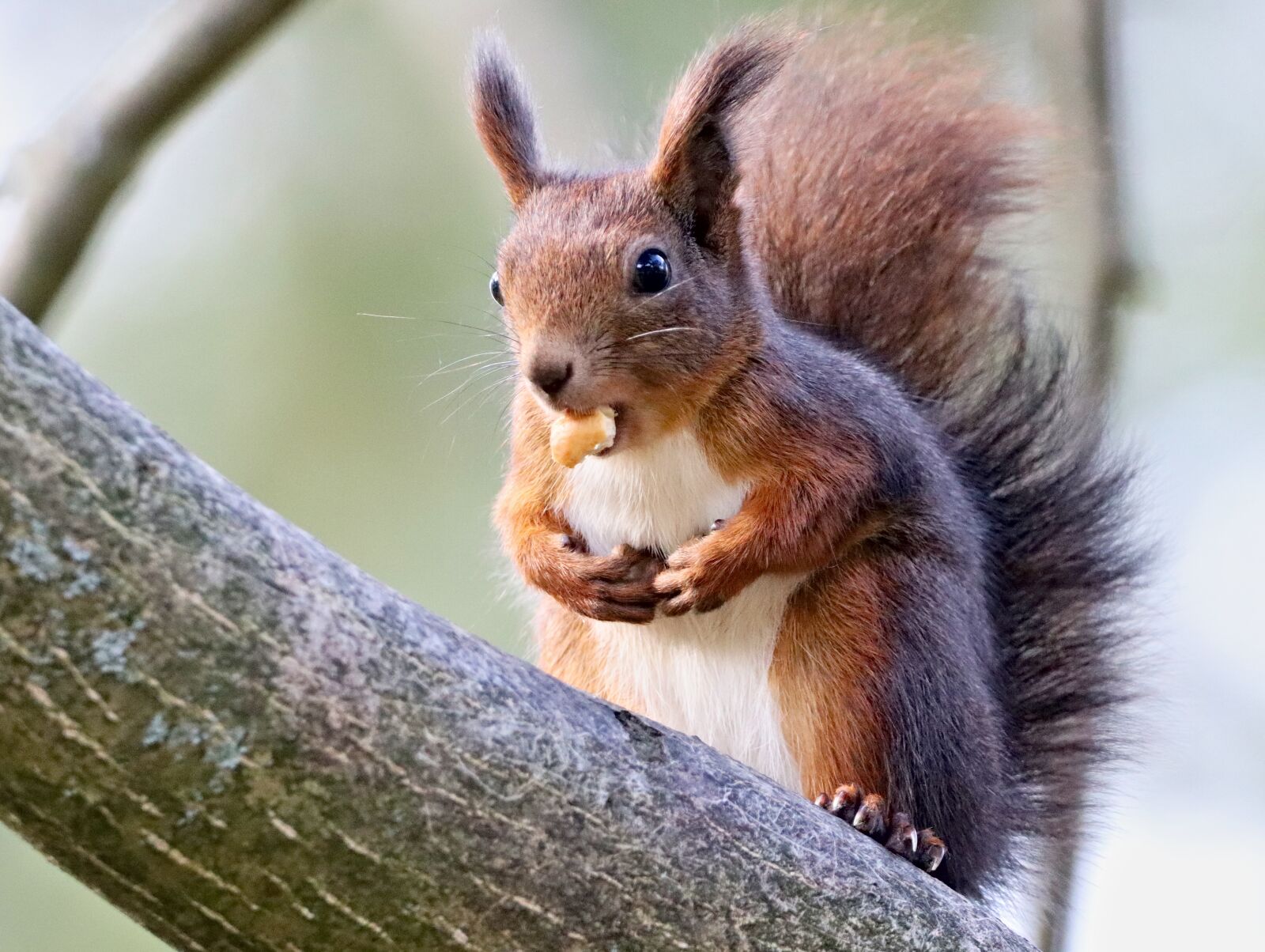 150-600mm F5-6.3 DG OS HSM | Contemporary 015 sample photo. The squirrel, sitting, tree photography