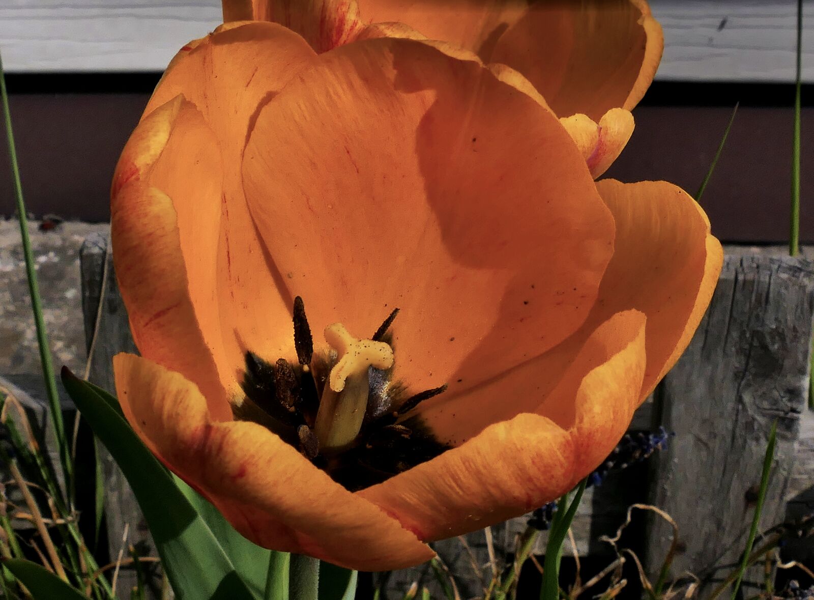 Panasonic Lumix DMC-FZ1000 sample photo. Tulip, flower, yellow photography