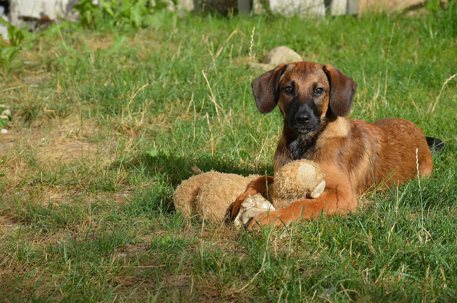 Nikon D3200 sample photo. Dog, pet, hybrid photography