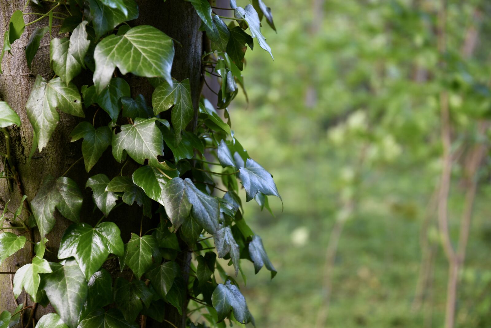 Nikon D7500 sample photo. Tree, ivy, nature photography