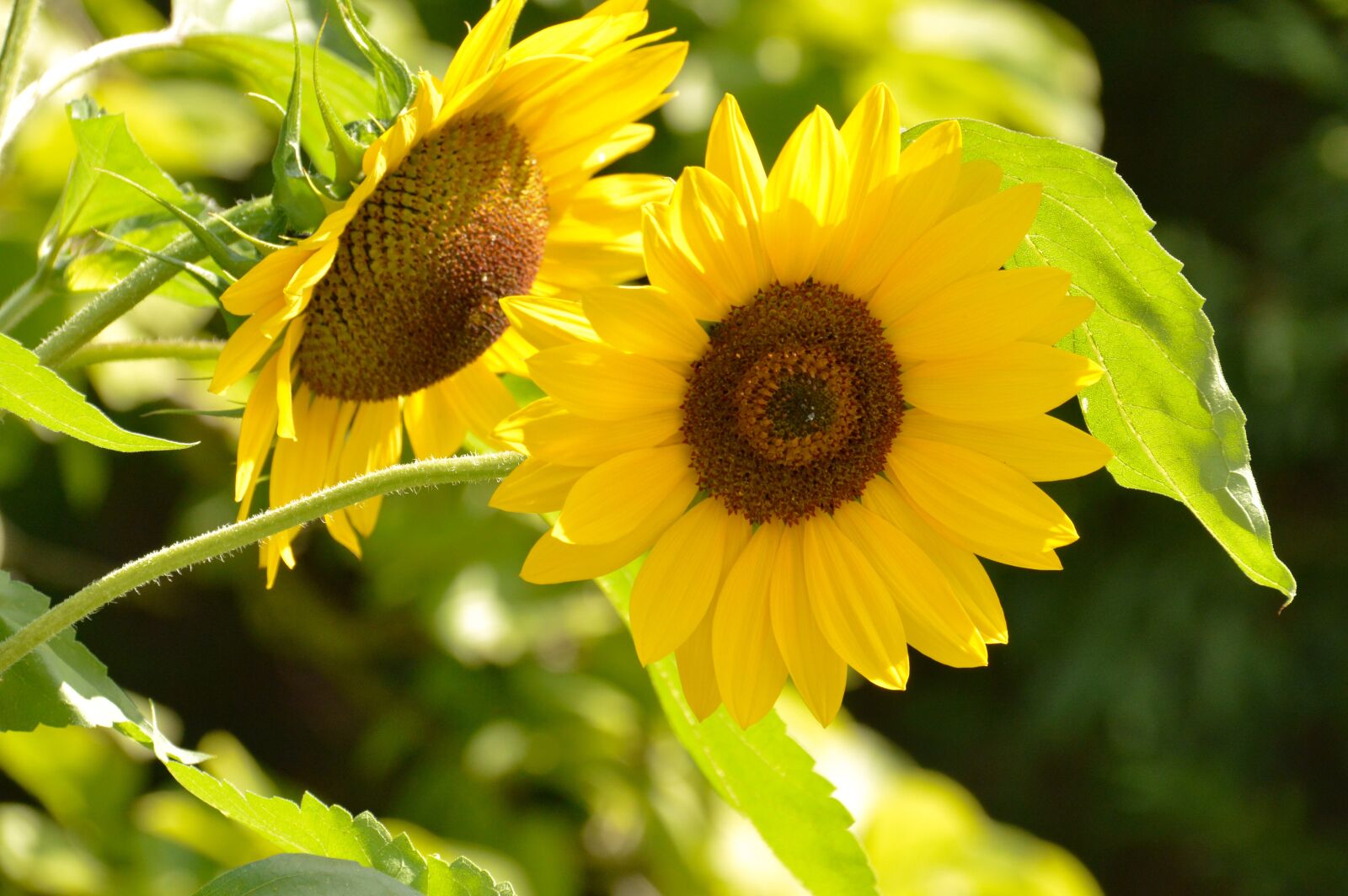 Nikon D3200 sample photo. Flowers, nature, summer photography