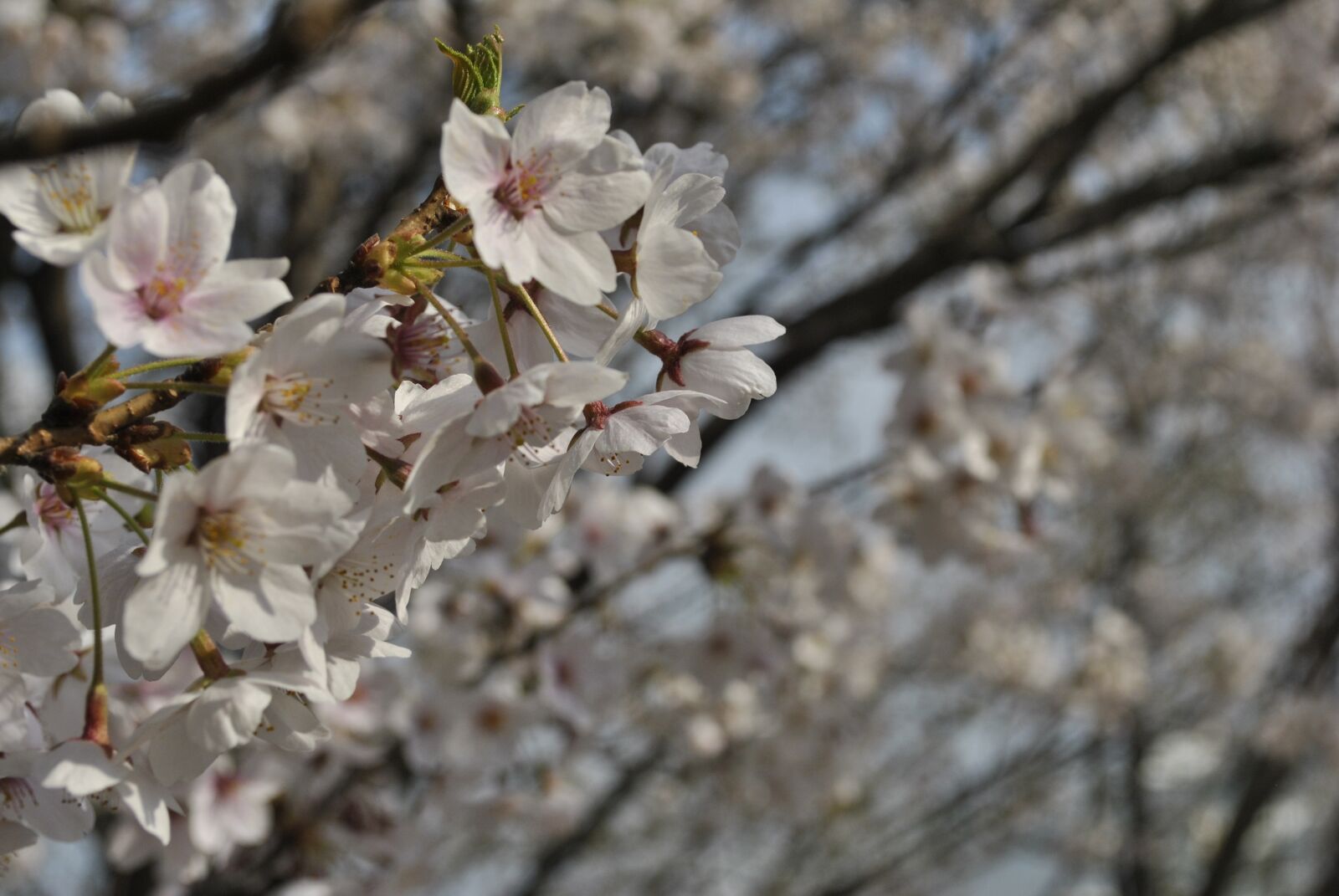 Nikon D3000 sample photo. Cherry blossom, pink, sky photography