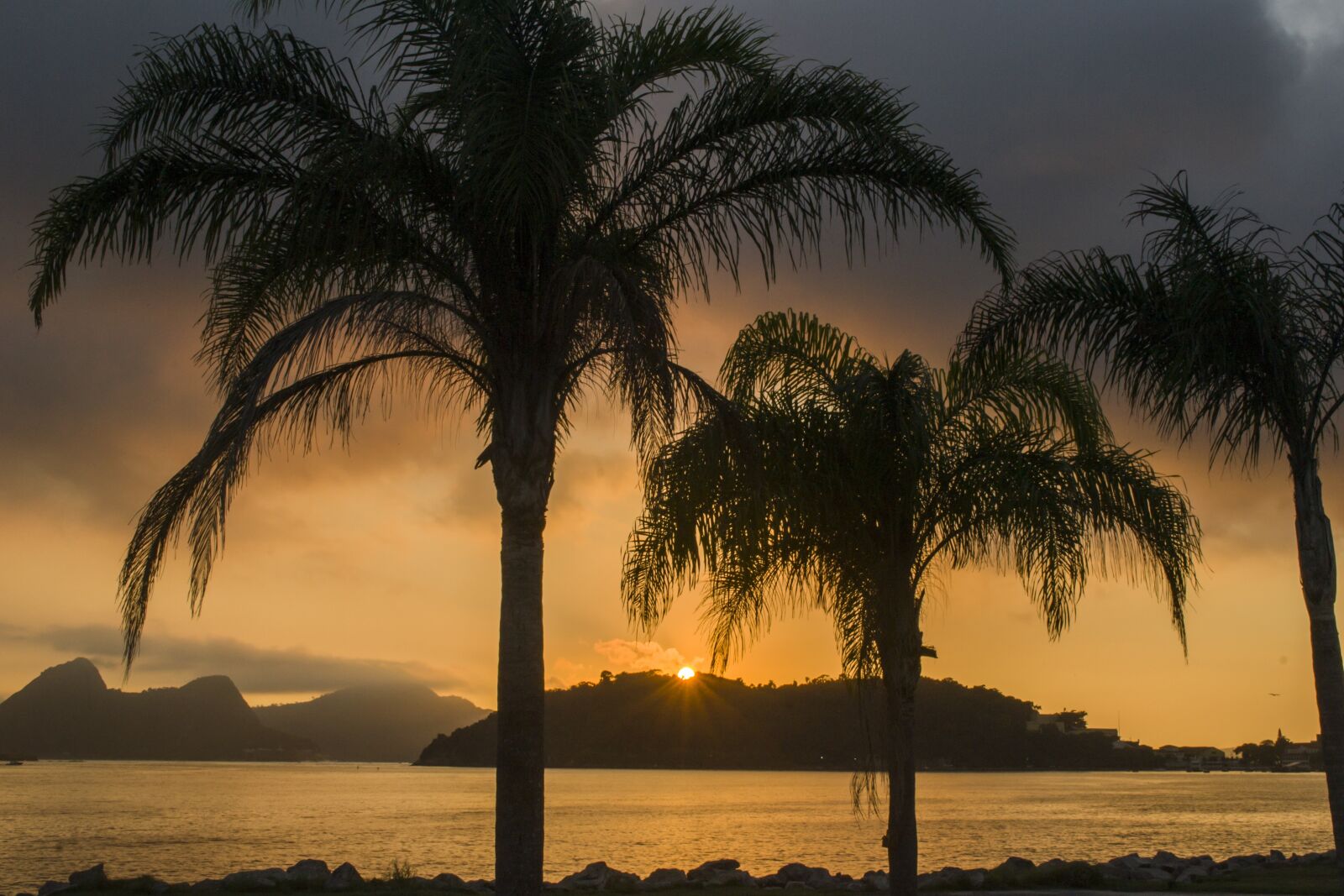 Nikon D3100 sample photo. Coconut trees, flamengo, sunrise photography