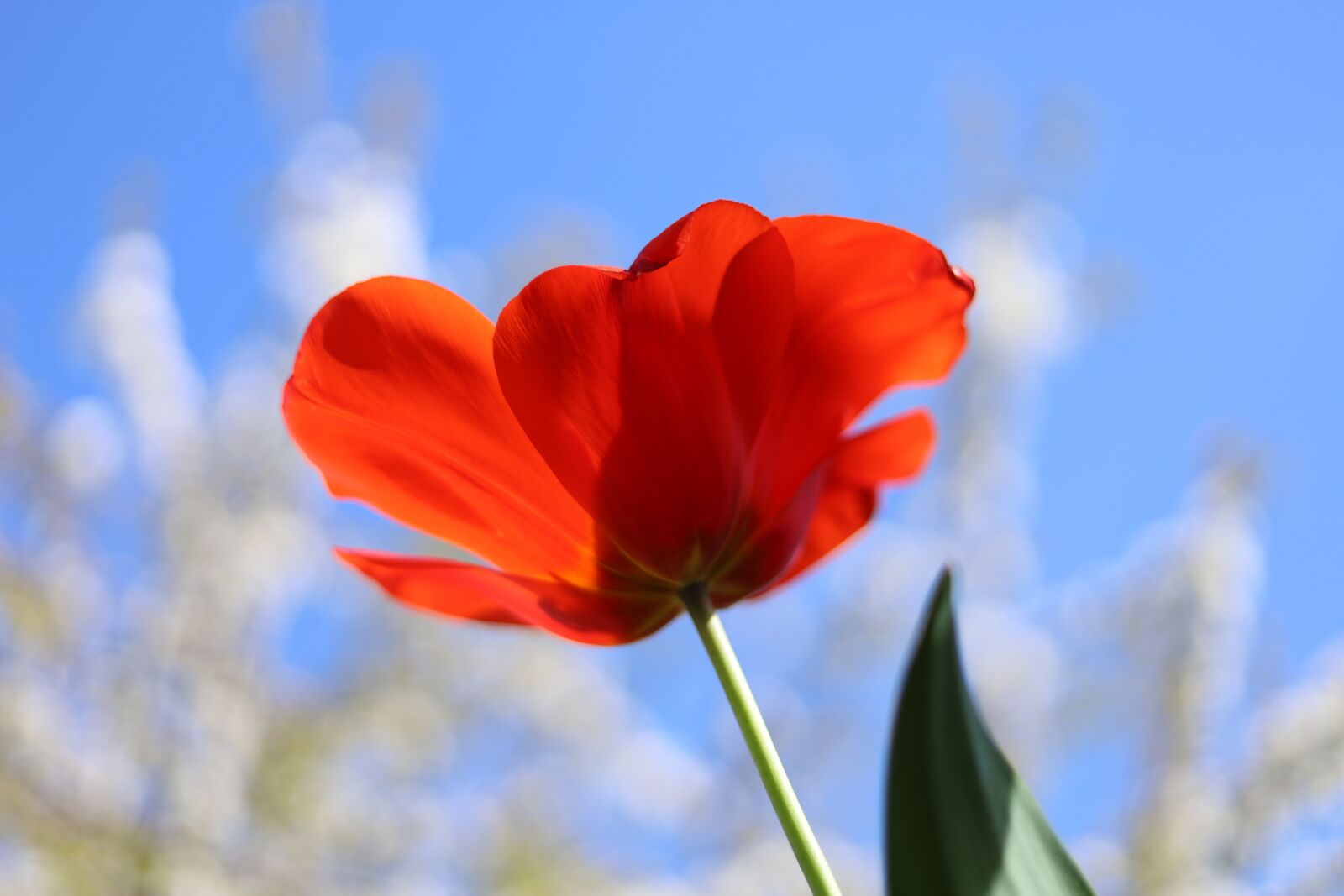 Canon EOS RP + Canon EF 50mm F1.8 STM sample photo. Tulip, red, spring photography