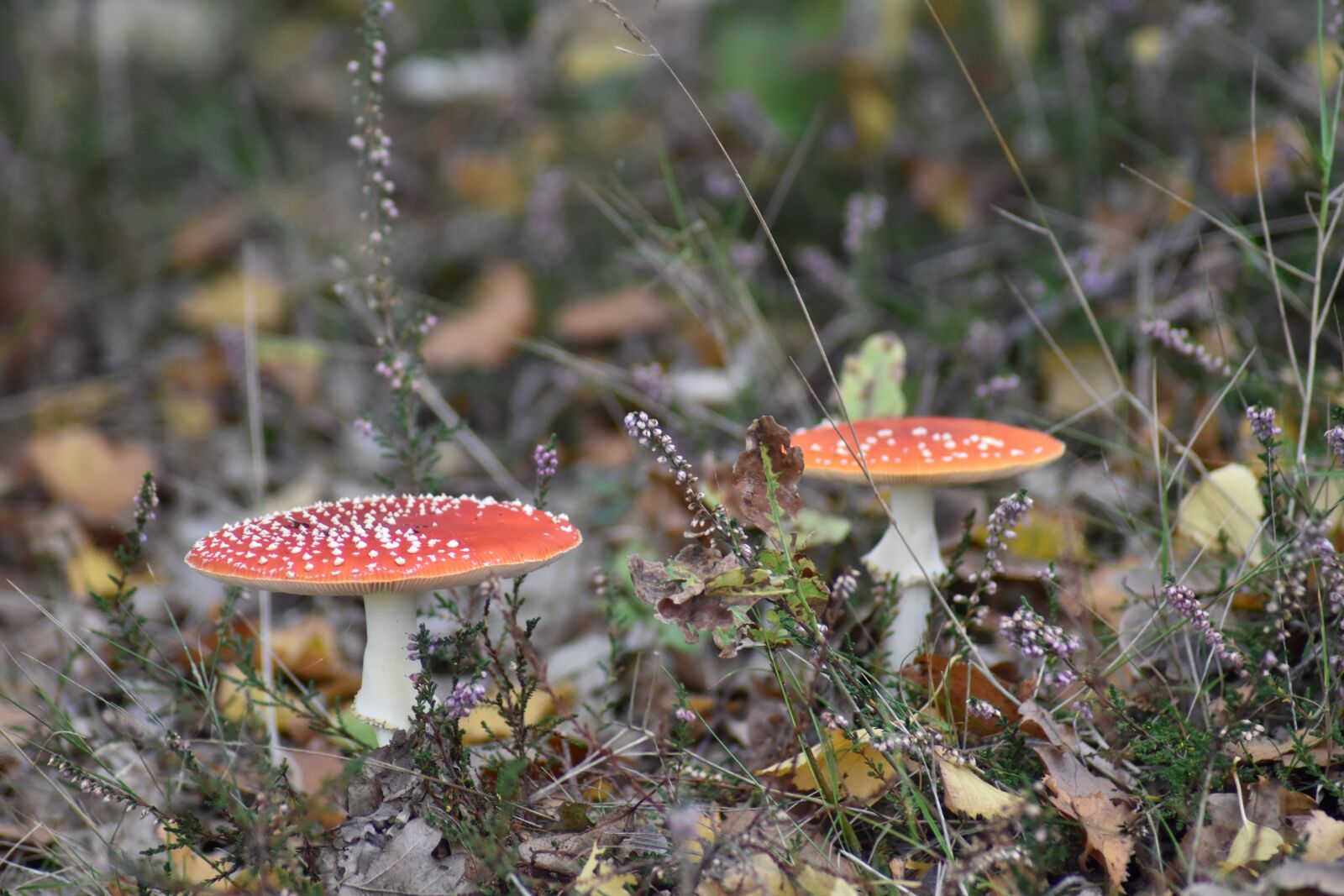 Nikon D3500 sample photo. Mushrooms, autumn, nature photography