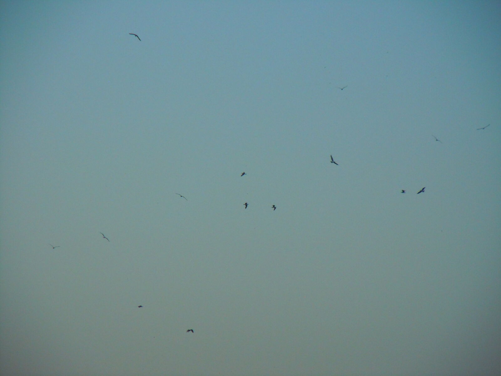 Nikon Coolpix S8000 sample photo