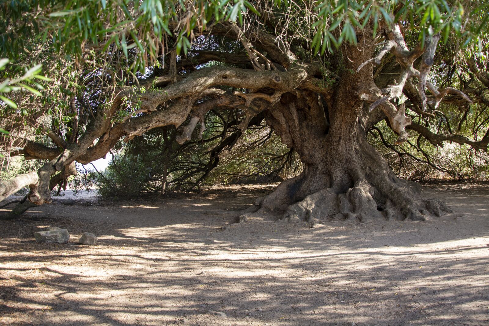 Nikon D7100 sample photo. Tree, olive, luras photography