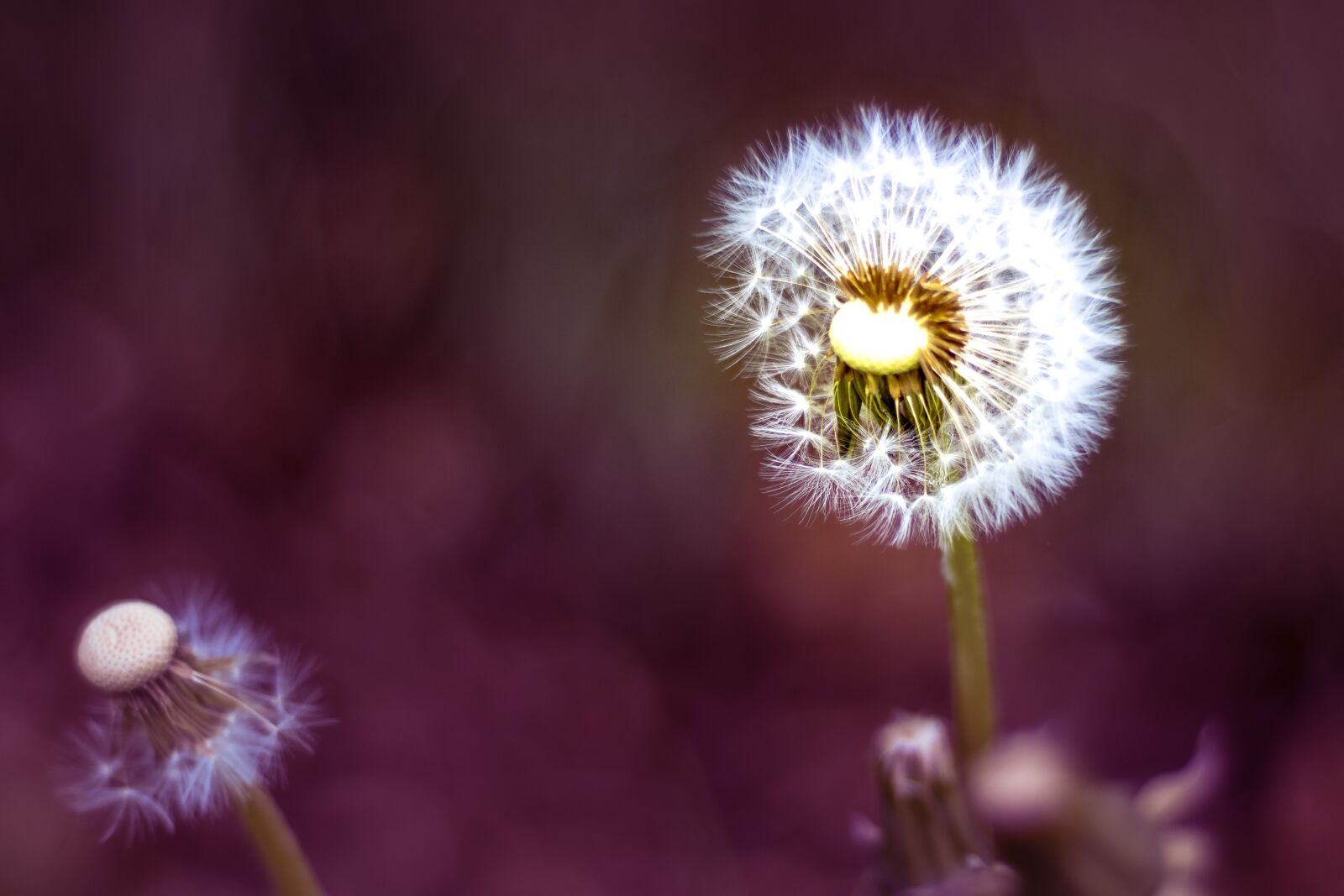 Nikon D3300 sample photo. Dandelion, sky, flower photography